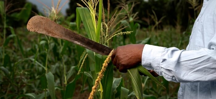 A doença ocupacional e o trabalhador rural